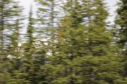 35 - Bow Lake  - IMG_0875